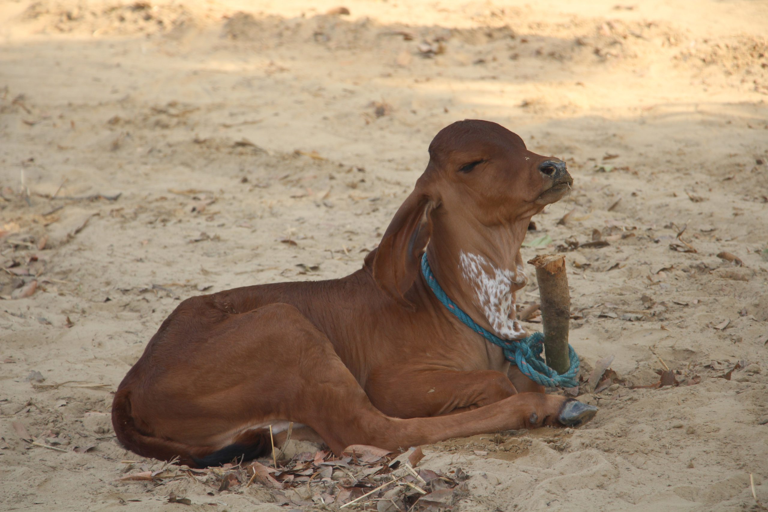 Lucknow Gir Gaushala